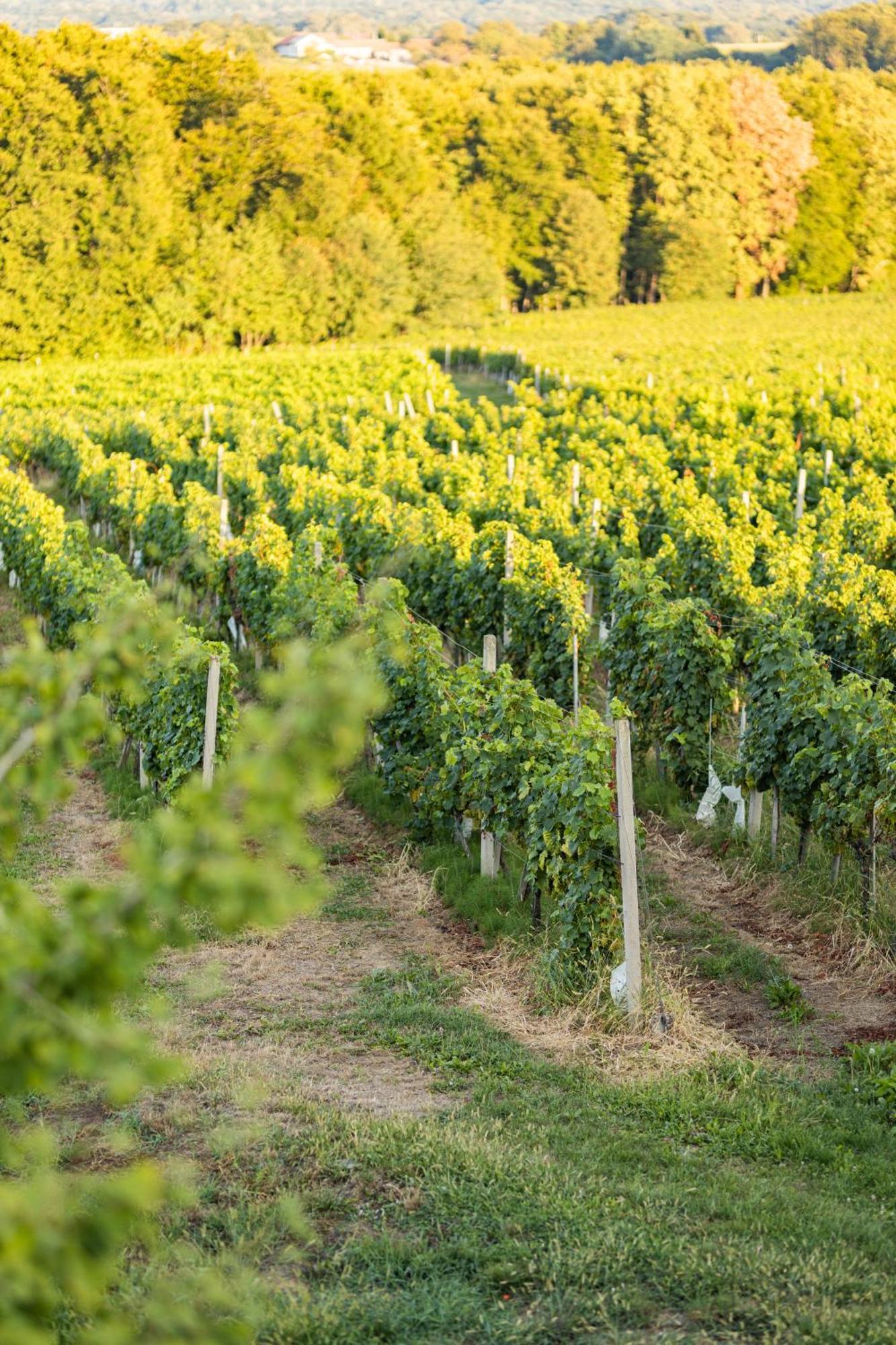 Wine Residence Kerman Strigova المظهر الخارجي الصورة